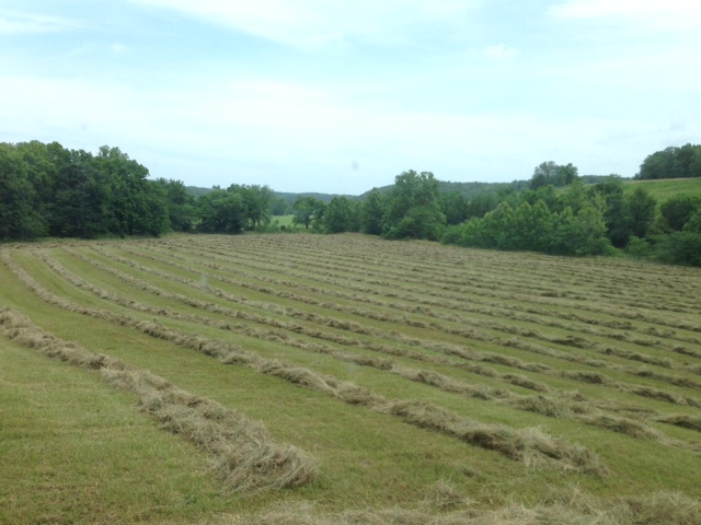 Making hay and feeding hay to our cattle - Clover Meadows Beef