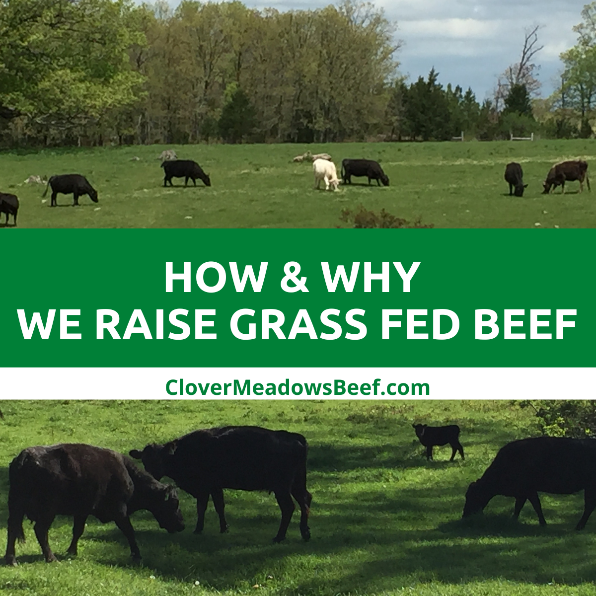 Raising Grass Fed Beef - What You Need to Know on Butcher Day