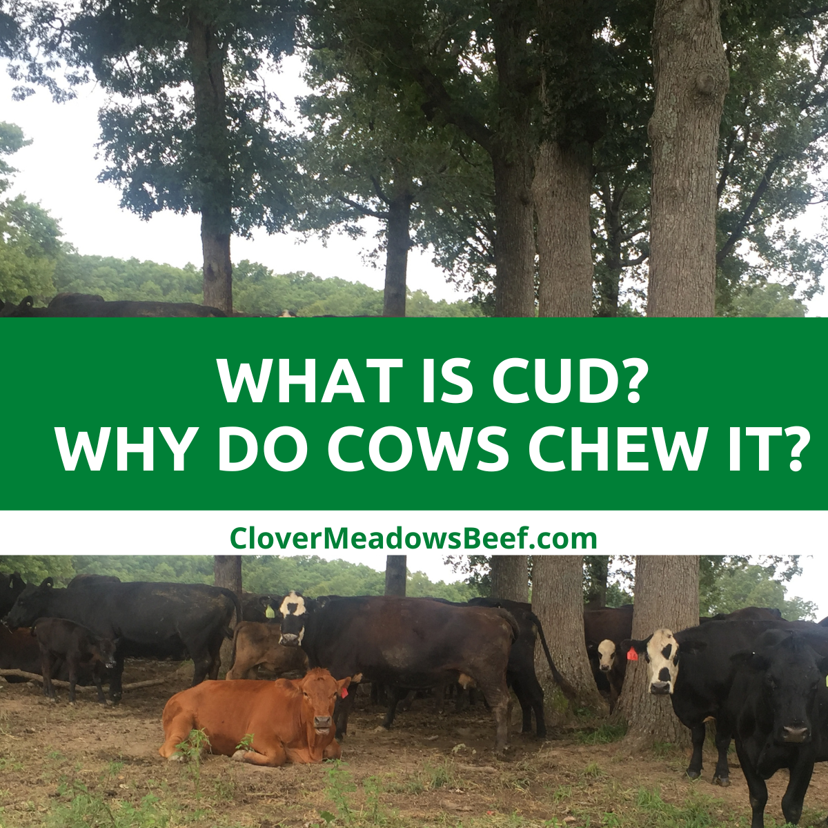 What is cud and why do cows chew it? (video) Clover Meadows Beef